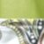 Lime 247